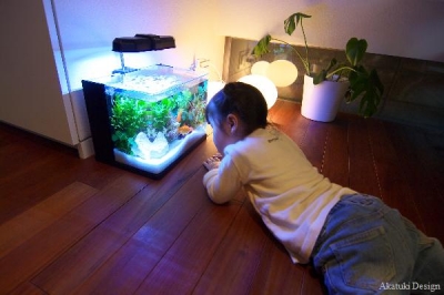 金魚を観察