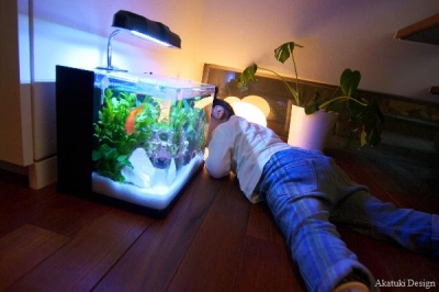 金魚を観察
