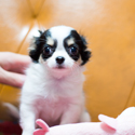 http://cherie0331.exblog.jp/i18/