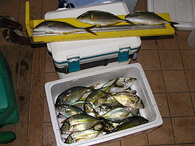 カキハラで釣れたシマアジ。大漁です。