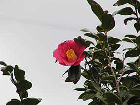 大島町の花・木として制定されている椿。