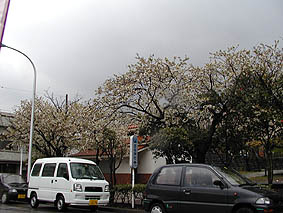 吉谷公園前。桜がガッツリ咲いてるよ。
