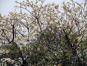 ウワー!桜と椿のコラボレーションやー!
