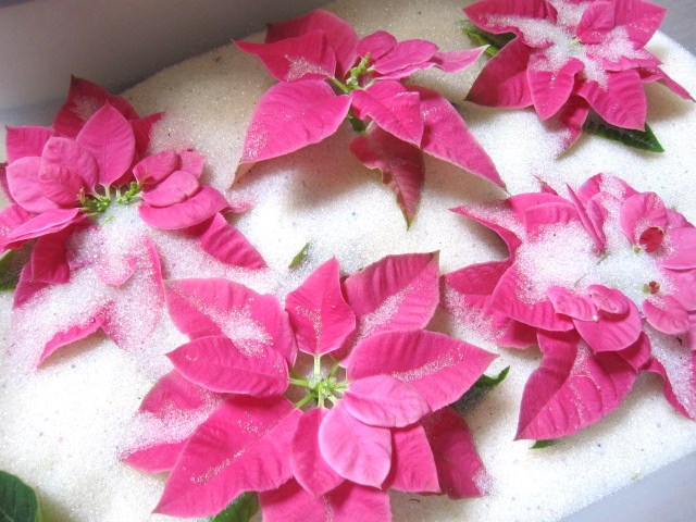 ポインセチアの乾燥花 Rosyrose ロージィローズ お花の教室