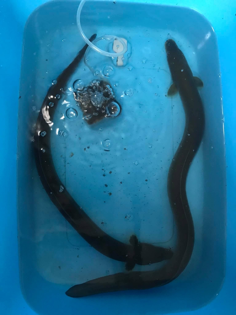 球磨川天然ウナギ5匹
