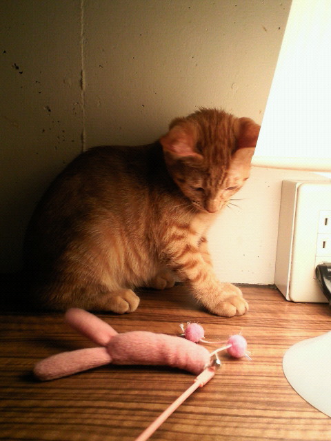 201107151846000.jpg