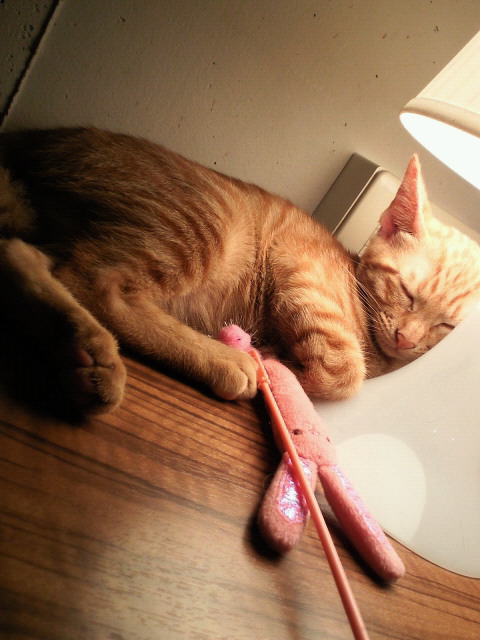 201107151854000.jpg