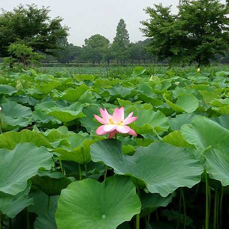 館林 見晴らし