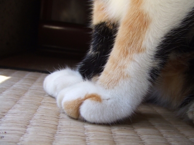 かわいいあし