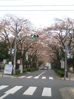 葛飾区役所前 桜 佐藤ゆうだい
