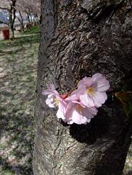 cherry blossoms