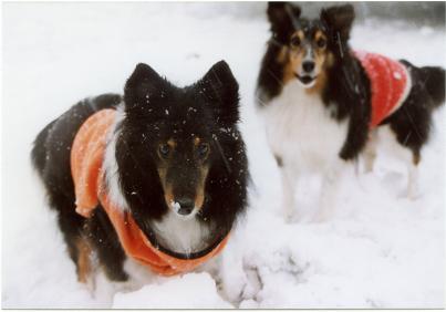 begin snow