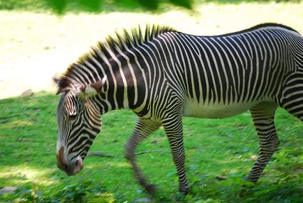 bronx zoo