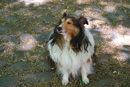 shelty