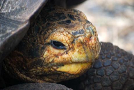 turtle