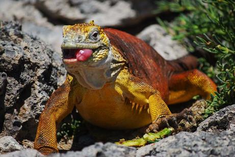 iguana