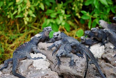 iguana
