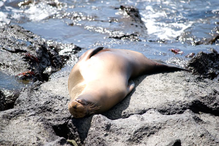 sea lion
