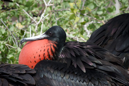 bird7
