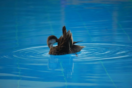 bird11
