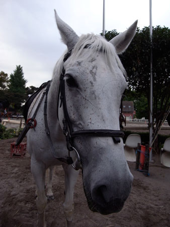 horse
