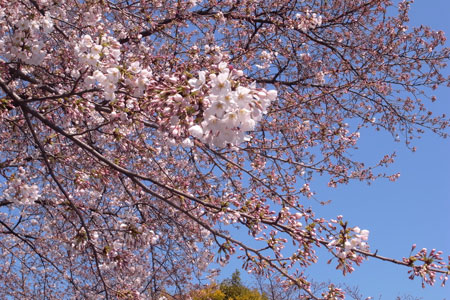 sakura
