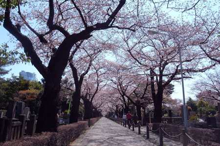 sakura