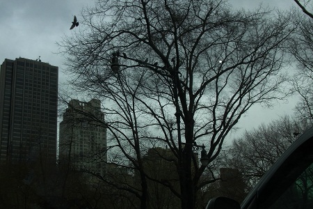 ny