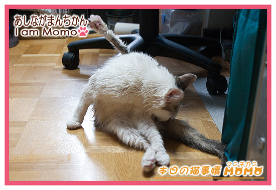 洗ったらやせっぽっち 足長マンチカン,ももちゃん