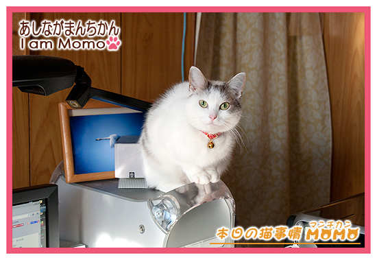 猫マンチカンももちゃん,パソコンの上