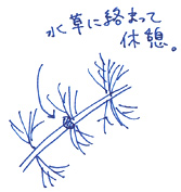 プラナリア3