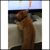 クリックで挿入 クリックで挿入