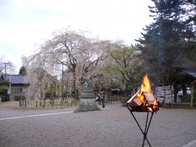 足羽神社の桜