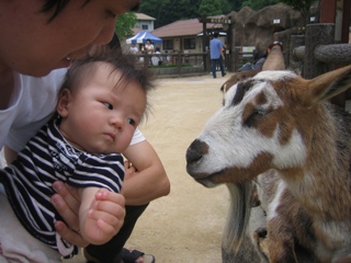 ヤギとなっちゃん