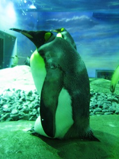 ふとっちょペンギン