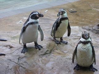 フンボルトペンギン