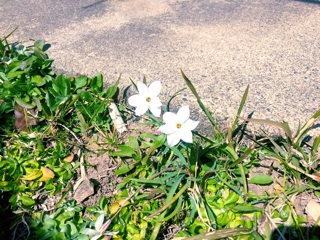 iPhoneImage.png