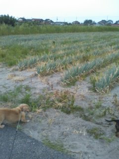 見返すのだ ひだまりすぱそこーる