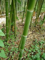 淡竹(はちく)