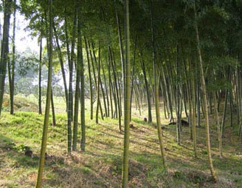 たけのこ山