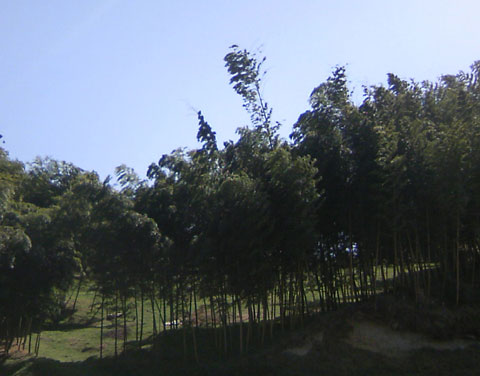 竹林