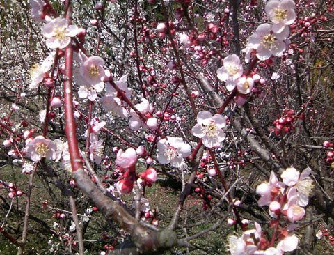 梅の花