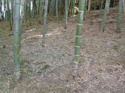 竹林