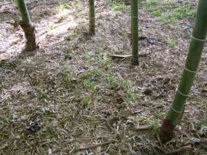 竹林