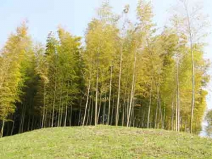 竹林