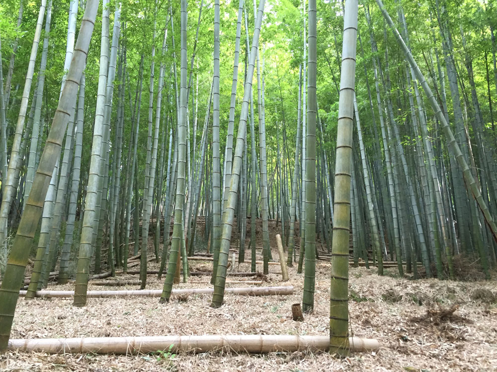 2019年度の収穫時期のお知らせ | 朝掘りたけのこ タケノコ たけのこ 