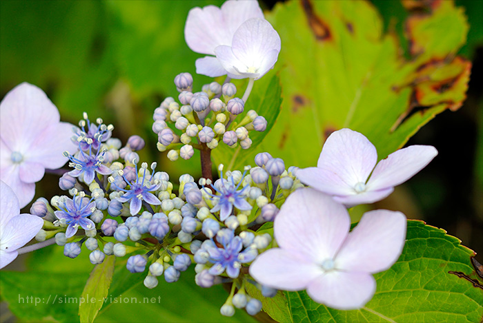 Nikon1V1+35mmF2D撮影例