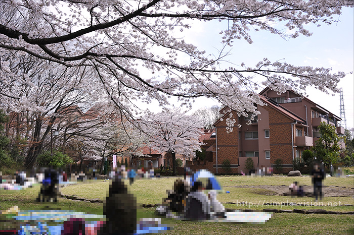 うずまき公園のお花見