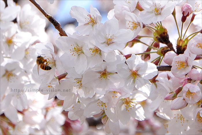 南大沢の桜とミツバチ