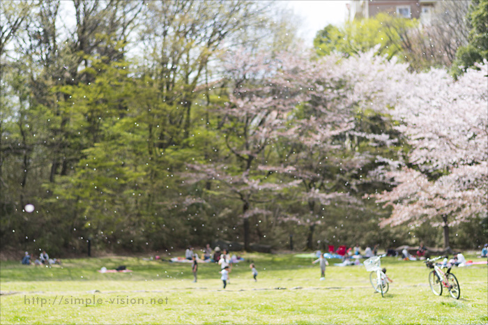 うずまき公園の桜吹雪